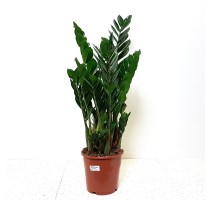 Zamioculcas zamiifolia 21x90cm