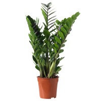 Zamioculcas zamiifolia 17x65cm