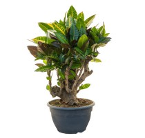 Croton Petra bonsai (codiaeum) 25x60cm