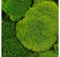Stabilizovaný mech Ball moss volně 70x70 cm