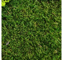 Stabilizovaný mech Flat moss volně 1 m2