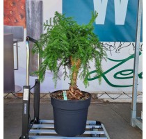 Araucaria Cunninghamii 34x95cm