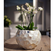 Shell White 36x25cm